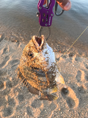 黄チニング無双