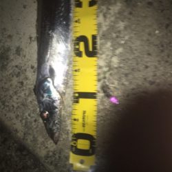 タチウオ来てます！