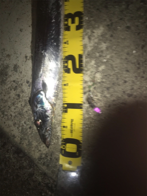 タチウオ来てます！