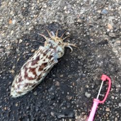 酢の物で食べました。