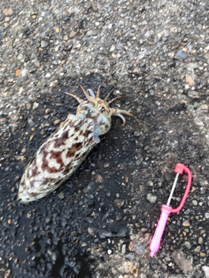 酢の物で食べました。
