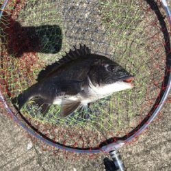 日中ポカポカ陽気でチヌねらい