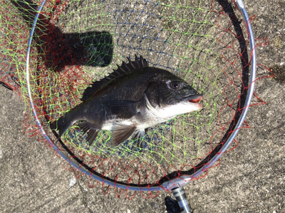 日中ポカポカ陽気でチヌねらい