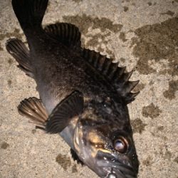 トーナメント後の函館