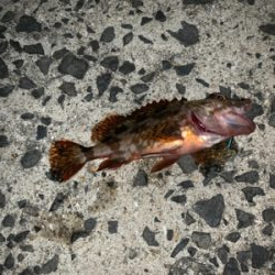 メバリングでチヌ！