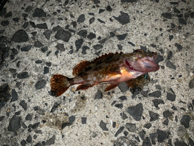 メバリングでチヌ！