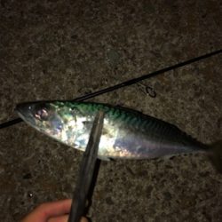 アジング爆釣！！