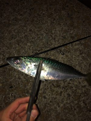 アジング爆釣！！