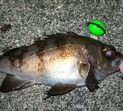 ナイトメバリング