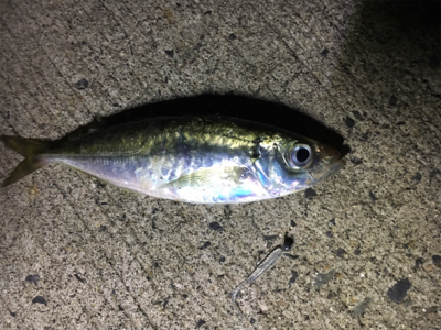 一応裏切らないアジ