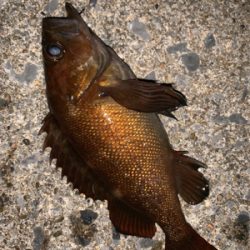 釣りがしやすい時期ですねぇ