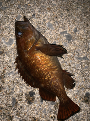 釣りがしやすい時期ですねぇ