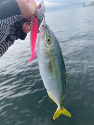 メバルツバスチーバス、アブラメぽろりからの…