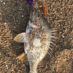 キビレ狙いの黄チニング