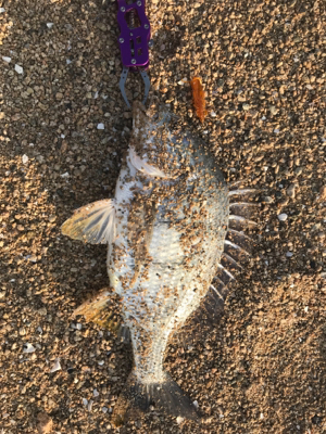 キビレ狙いの黄チニング