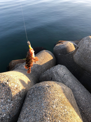 魚が釣りたくて