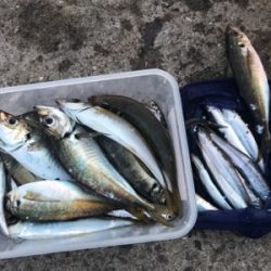 キス調査空振り