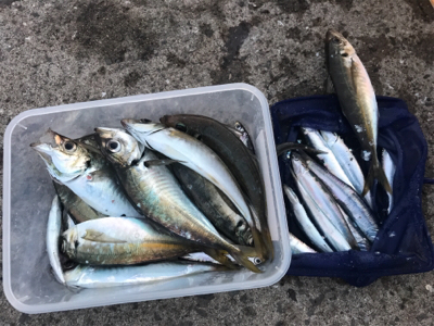 キス調査空振り