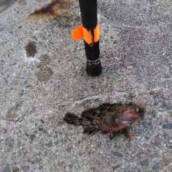 安定のガシラその1