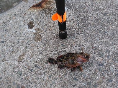 安定のガシラその1