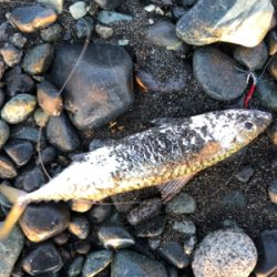 ショアジギで3目達成