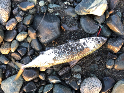 ショアジギで3目達成