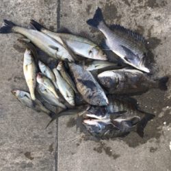 朝マヅメからエビ撒き