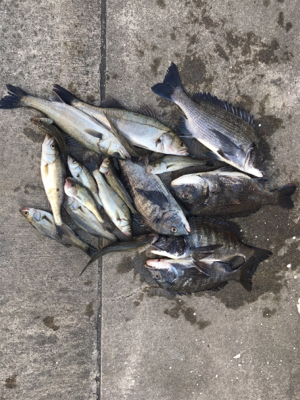 朝マヅメからエビ撒き