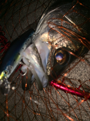 リズムウェーブ