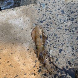 アオリイカ釣果！