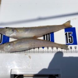 ちょい投げでキス