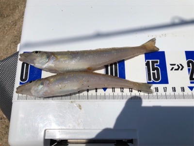 ちょい投げでキス