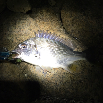 淀川ブリームゲーム 右岸ナイト