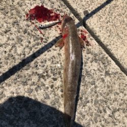 デッカいヤツ〜