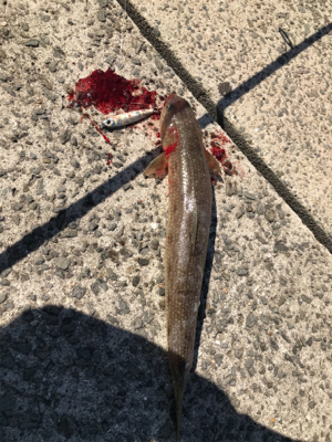 デッカいヤツ〜