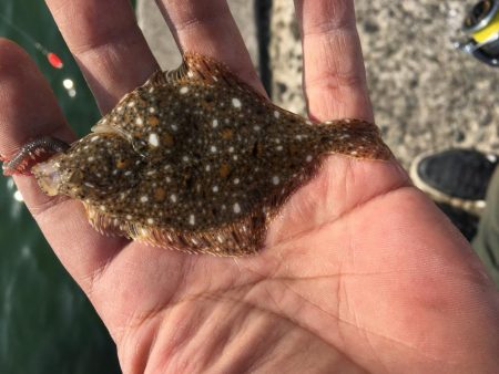 須磨で五目釣り