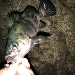 久々メバリング