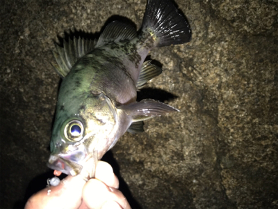 久々メバリング