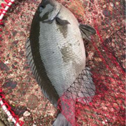 巨グレを求めて!