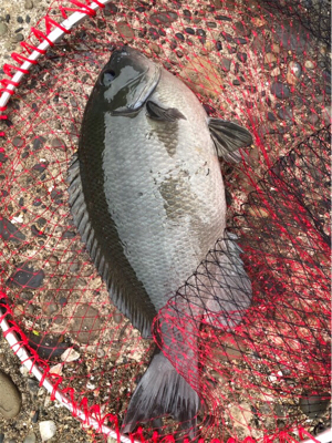 巨グレを求めて!