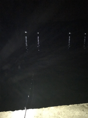 サーフでめで鯛