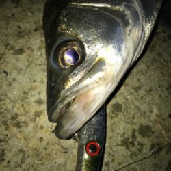 仕事帰りシーバス！