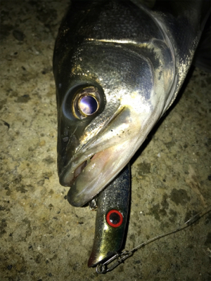 仕事帰りシーバス！