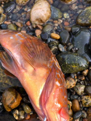 ロックフィッシュ