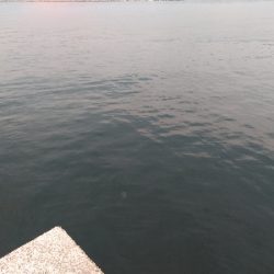 安定のガシラその2