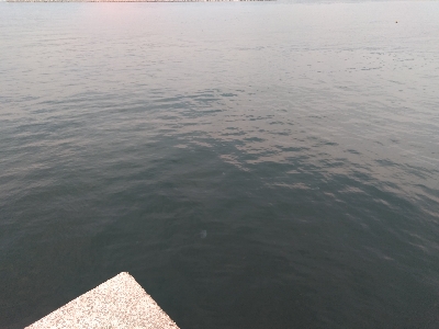 安定のガシラその2