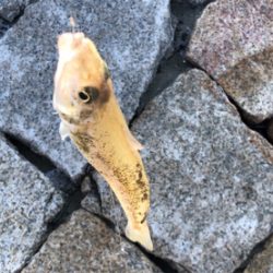 シーバスロッドでキス釣り