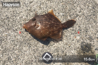 八目11匹、海もついに夏がやってきた