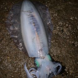 やっと、春イカ！