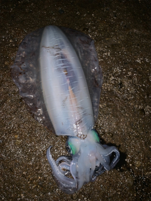 やっと、春イカ！